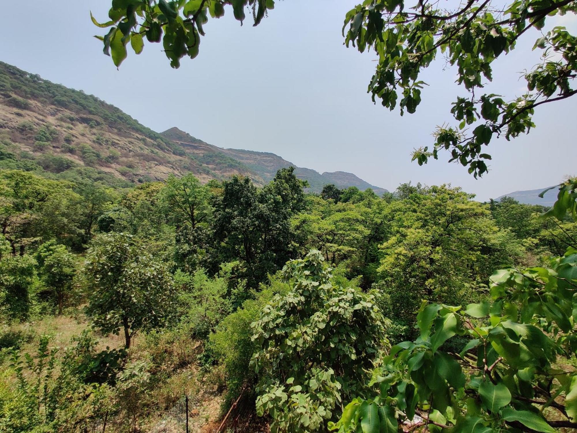 The Marigold Pune